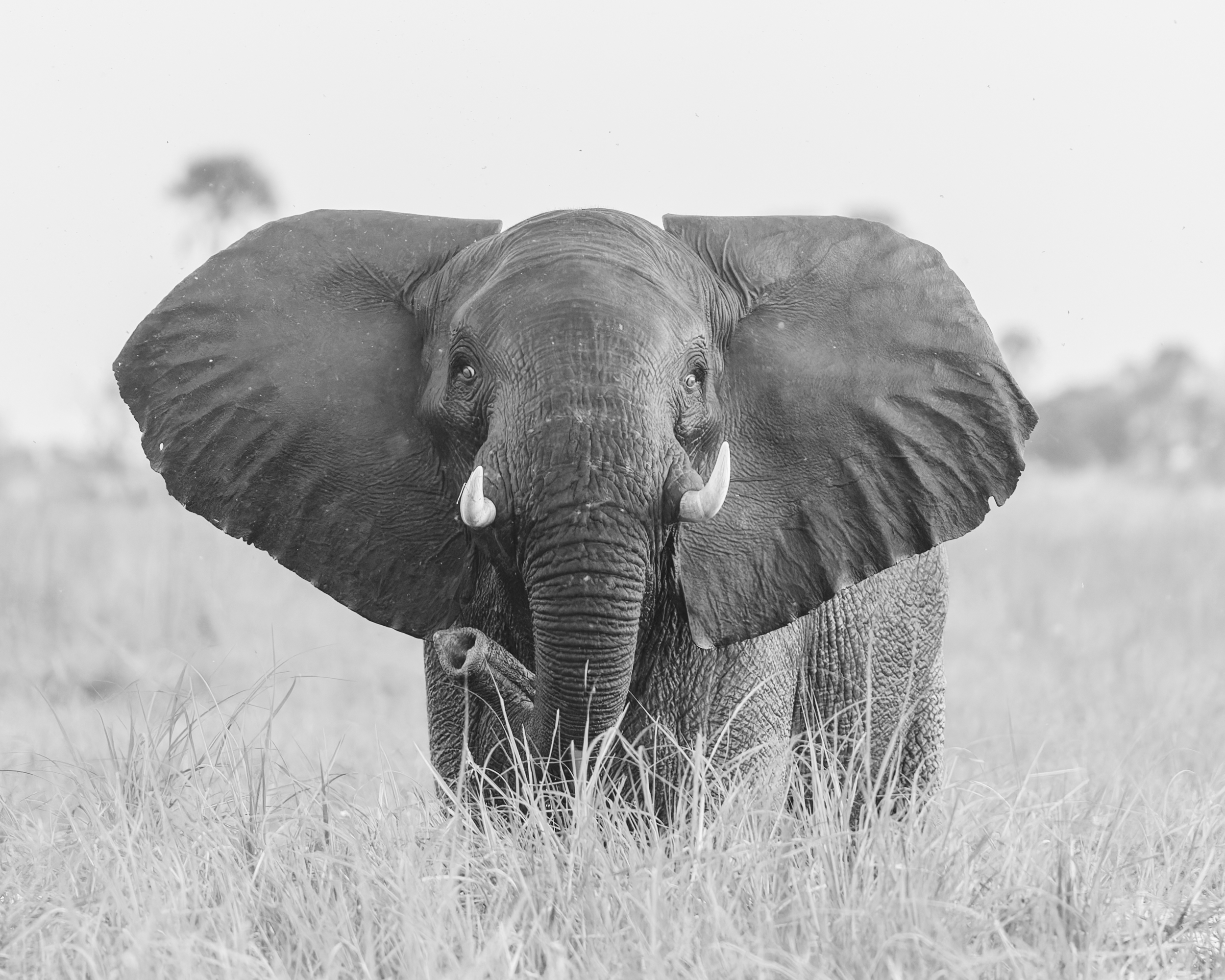 Wildlife